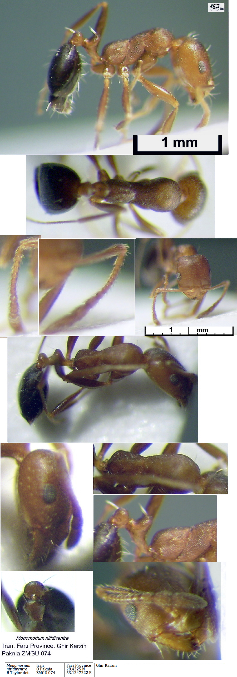 {Monomorium nitidiventre}