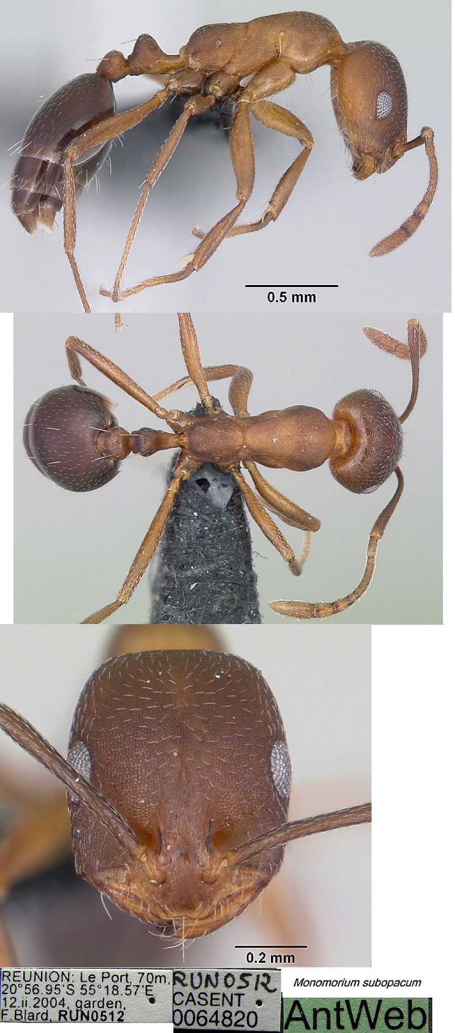 {Monomorium subopacum worker}