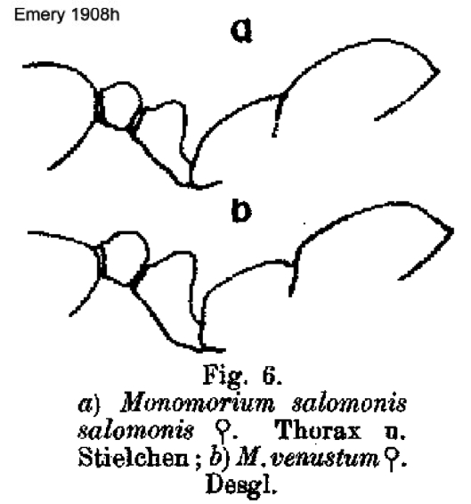 {Monomorium venustum}