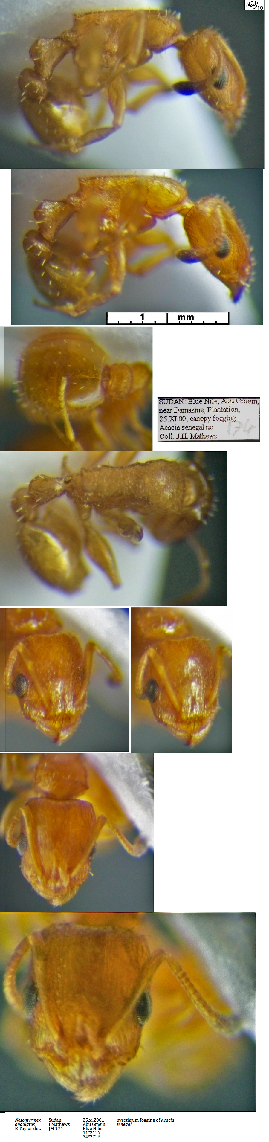 Nesomyrmex angulatus