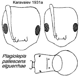 {Plagiolepis pallescens elguerrahe}