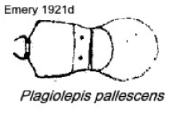 {Plagiolepis pallescens}