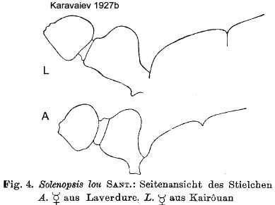 {Solenopsis lou}