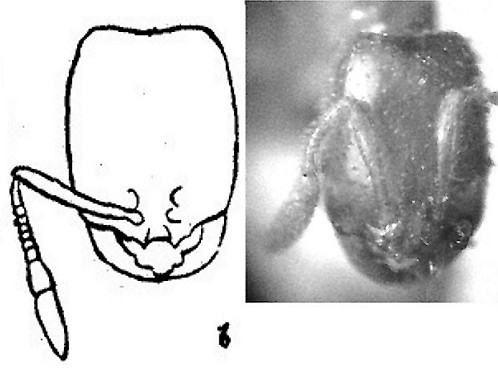 {Solenopsis lou major worker}