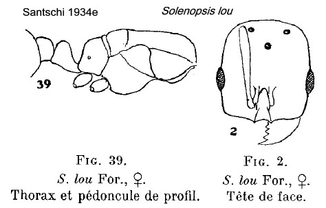 {Solenopsis lou queen}