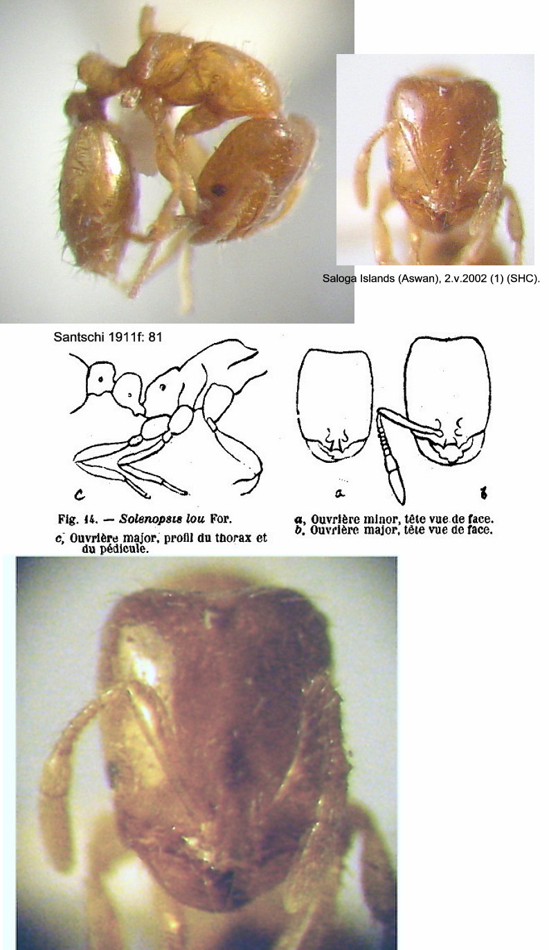 {Solenopsis lou}