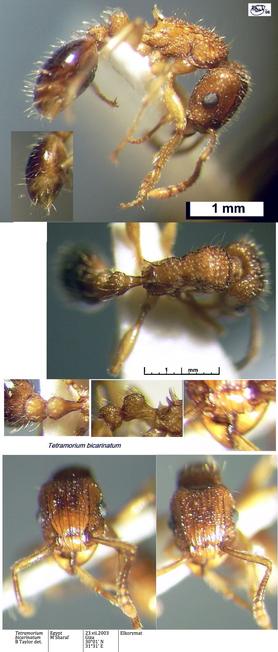 {Tetramorium bicarinatum}