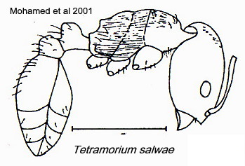 {Tetramorium salwae}