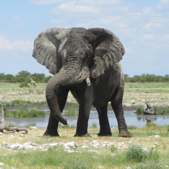 Photo of an African elephant in the wild.