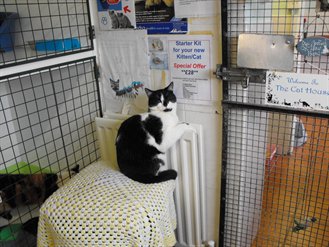 Cat in shelter