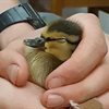UoN Caving Club called in to rescue Yordas the duckling