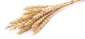 £2.2m quest begins to increase wheat