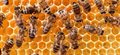 Insecticide causes changes in honeybee genes, research finds
