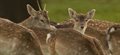 University and National Trust partnership to promote Britain's wild venison