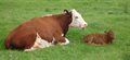 Do you speak cow? Researchers listen in on conversations between calves and their mothers