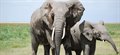 Weighing up the secrets of African elephant body fat