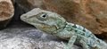 Lizards in the Caribbean - how geography affects animal evolution