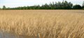 New tools to breed cereal crops that survive flooding