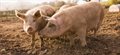 University collaborates with Zoetis to improve feed efficiency in pig farming