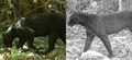 Malaysia's 'black panthers' finally reveal their leopard's spots