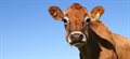 Hormonal treatment for cows could reduce global warming