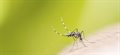 Cyclin' out of gear: malaria parasites grinding to a halt