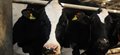 Nottingham to become national centre for dairy research