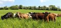 New report calls for improvements to UK cattle vaccination