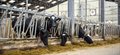 Helping British dairy farms maintain their global competitive position