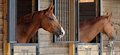 Equine flu – why don't owners vaccinate their horses?