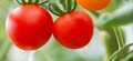 Salad days – tomatoes that last longer and still taste good