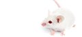 Scientists call for replacement of animals in antibody production