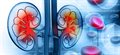 Immune system link to kidney disease risk, research finds