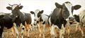 New research explores challenges to farm vet profession
