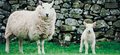 Agricultural fertiliser could pose risk to human fertility, sheep study finds