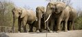 New measures to improve the welfare of captive elephants in UK