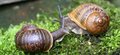 Search is over for a mate for Jeremy the 'lefty' snail