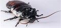Lovers or fighters – species of giant cockroaches employ different strategies in the mating game