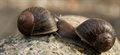 Lonely 'lefty' snail seeks mate for love – and genetic study