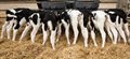 Calves should receive more pain relief during husbandry procedures, researchers find