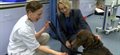 Unique study reveals dog owners' motivations for pet blood donation