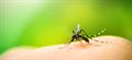 Nottingham research plays key role in malaria breakthrough