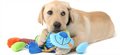 New tool helps pick puppies most suited to guide dog training