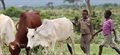 Securing the future of cattle production in Africa
