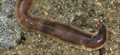 Wanted! Nature lovers to join the hunt for the killer flatworm
