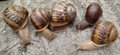 Rare 'lefty' snail needs your vote for project to sequence genomes of 25 species