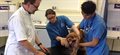 Nottingham's Vet School launches MSc in Veterinary Physiotherapy