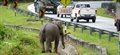 Why did the elephant cross the road? In Malaysia they are trying to find the answer.