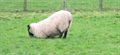 New smart sensor to help farmers spot lameness in sheep
