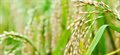 Research sheds new light on improving rice yields